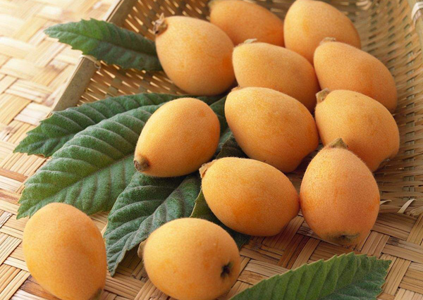 枇杷