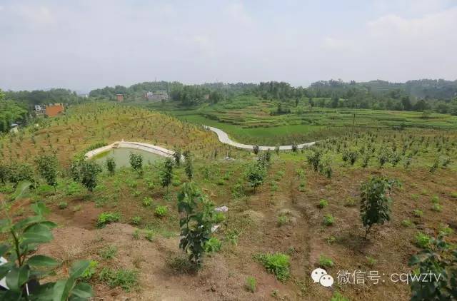 定了!万州要建大唐主题文化公园,再现大唐盛世